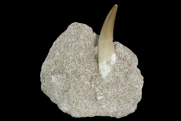Fossil Plesiosaur (Zarafasaura) Tooth - Morocco #127420